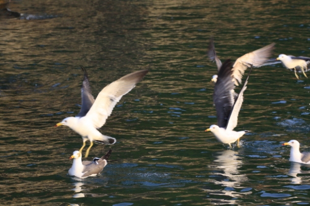 <span class='galleria_span'>주변 볼거리</span><br />